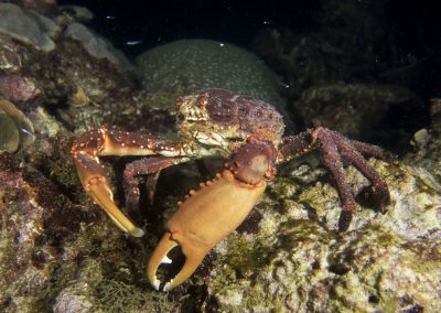 buceo-diving-planet-cartagena