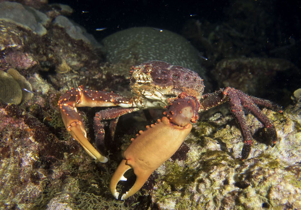 curso-avanzado-diving-planet-cartagena