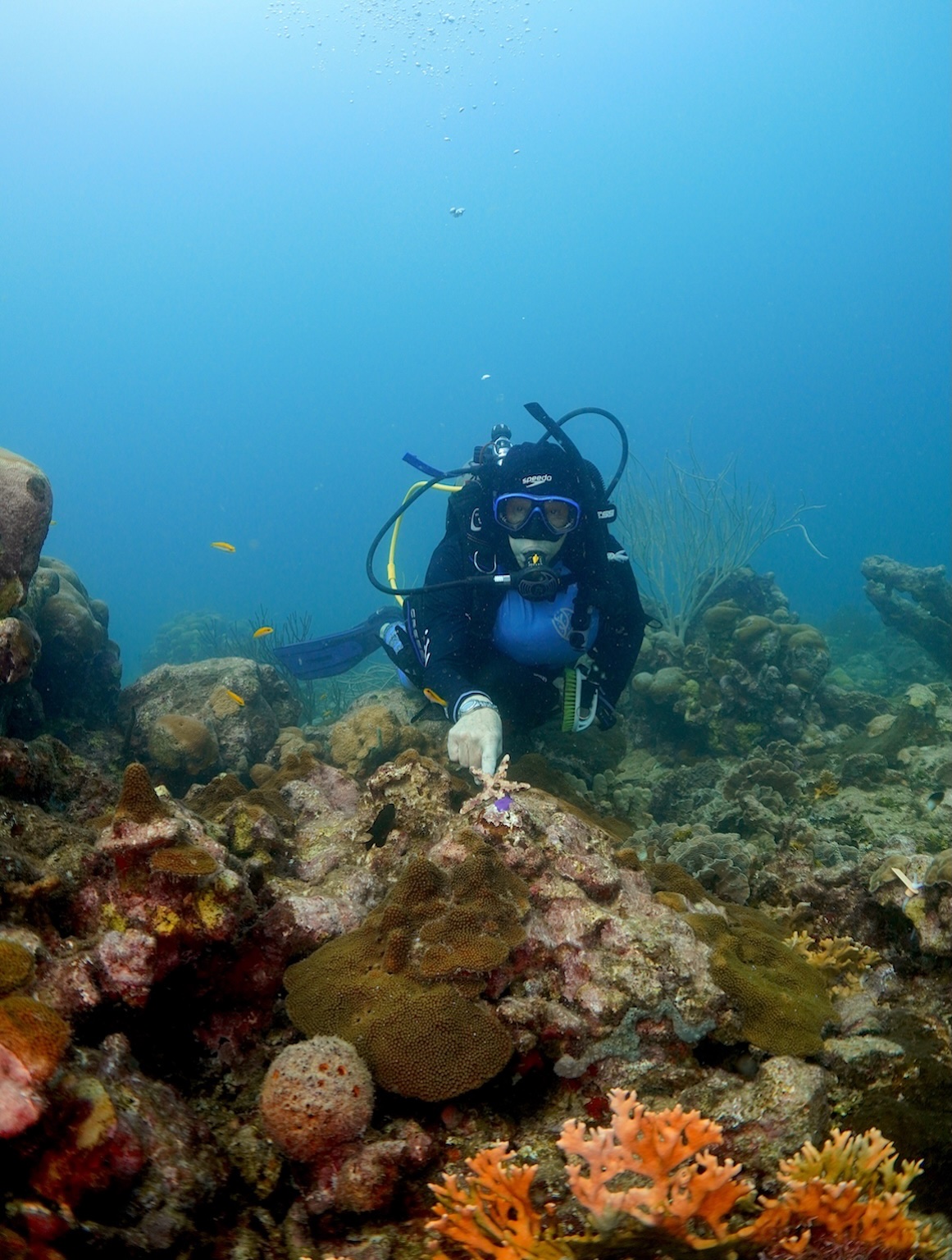 Buceo con propósito: buzo sembrando nuevos corales en un arrecife de las Islas del Rosario.corales en el arrecife.