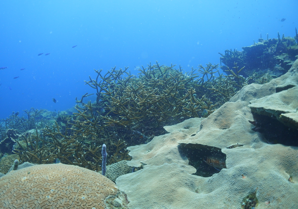 CORAL ESTRELLA Y CUERNO DE VENADO diving-planet-cartagena