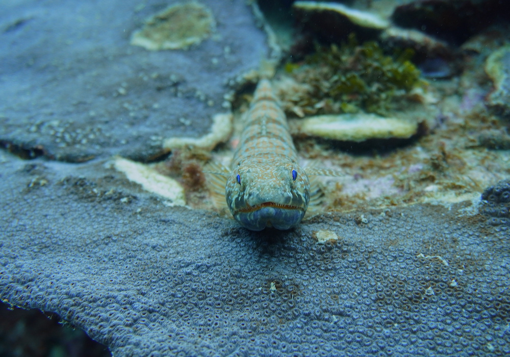 PEZ LAGARTO