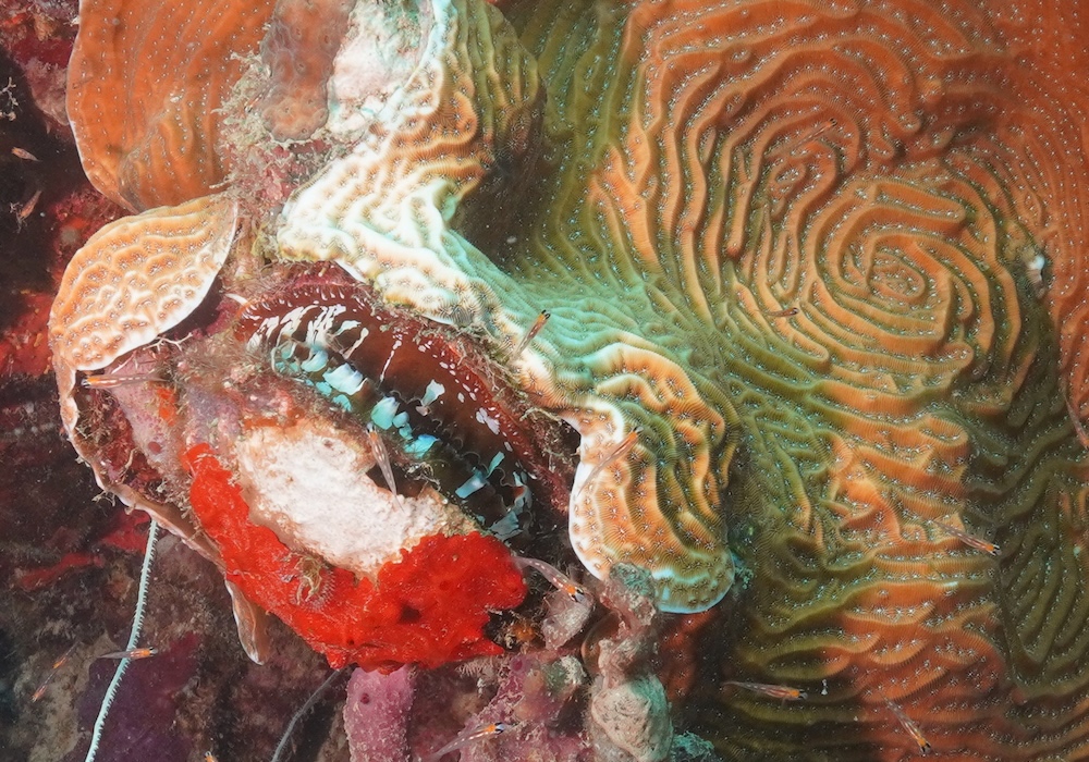 OSTRA