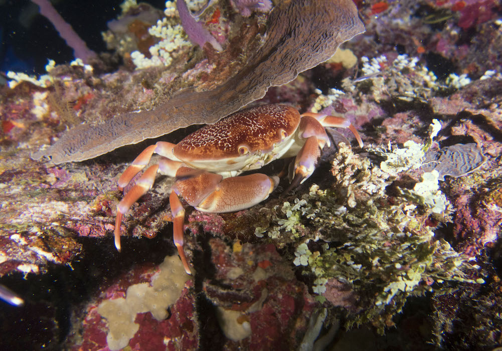 CURIOSIDADES CANGREJO MURICELAGO