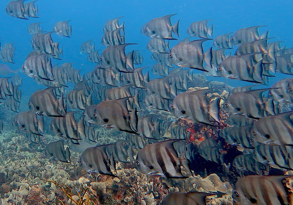 PEZ PALOMETA