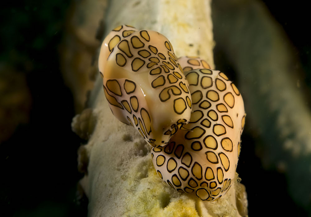 CURIOSDADES CARACOL LEOPARDO