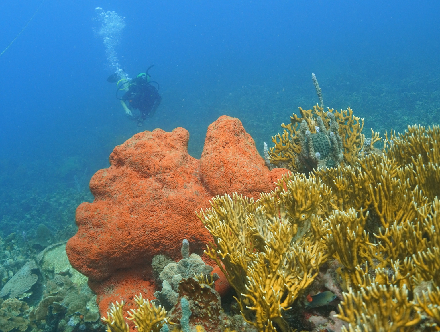 BUZO SOBRE ESPONHA Y CORAL